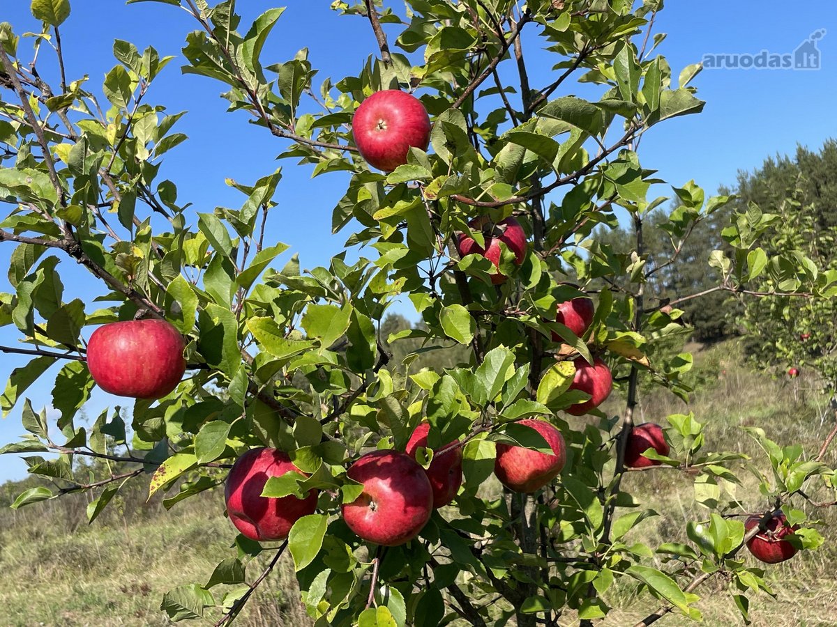 Parduodamas 30 hektarų ekologiškas obuolių - nuotraukos Nr. 7