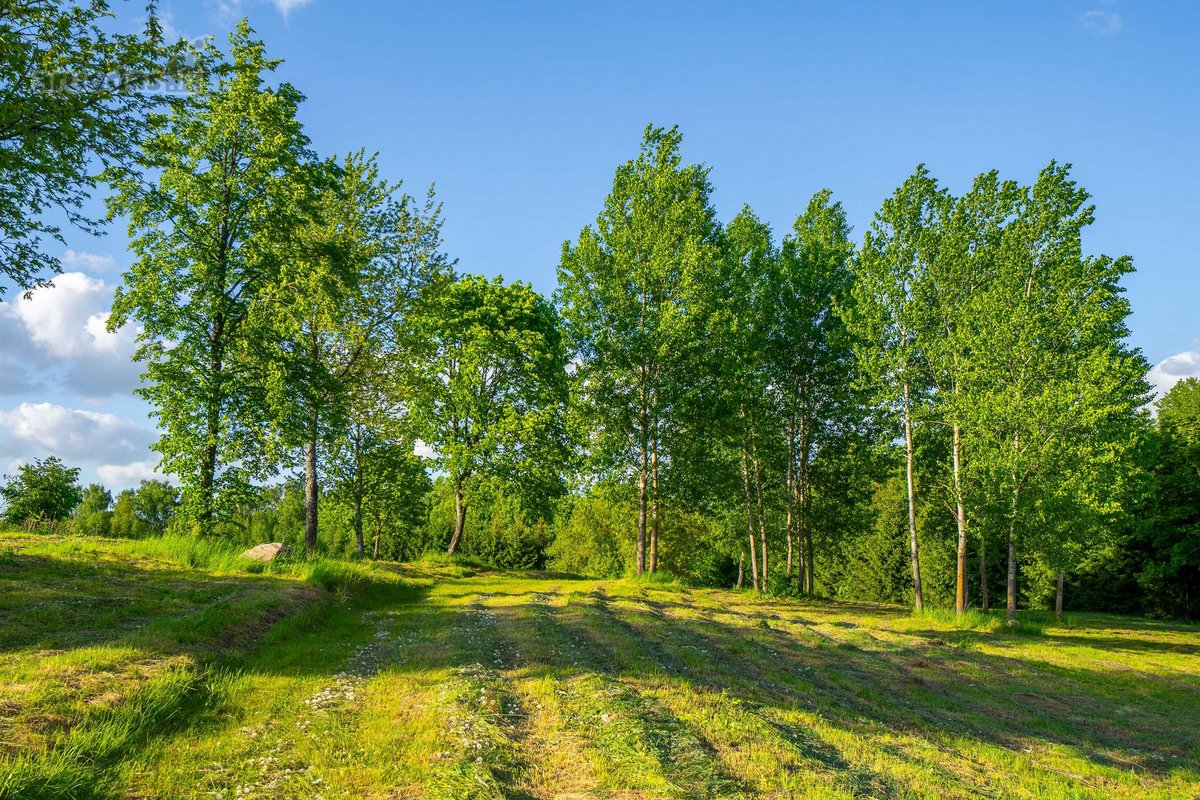 Atsikeliate ryte – paukščiai čiulba, pro - nuotraukos Nr. 21
