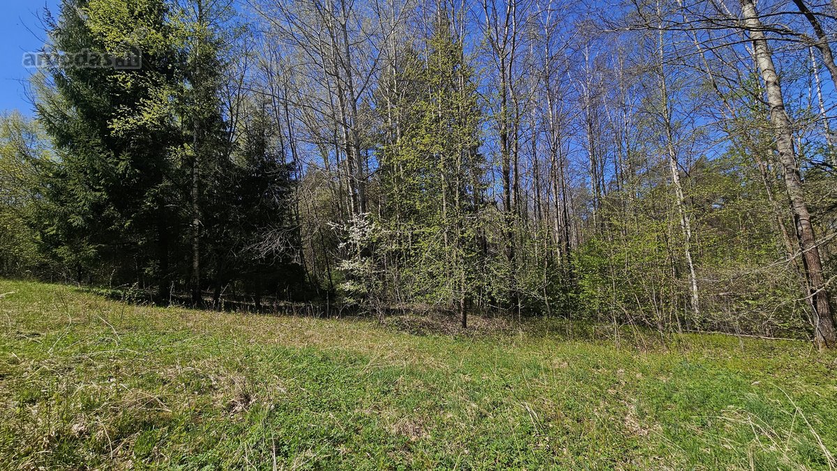 Parduodami du besiribojantys sklypai sodų - nuotraukos Nr. 21