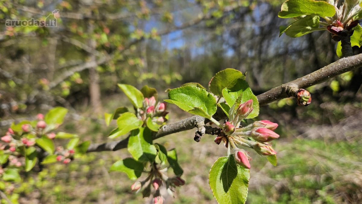 Parduodami du besiribojantys sklypai sodų - nuotraukos Nr. 29