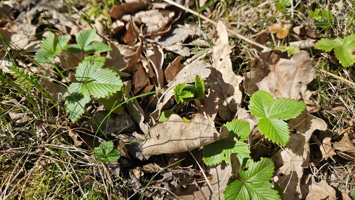 Parduodami du besiribojantys sklypai sodų - nuotraukos Nr. 30