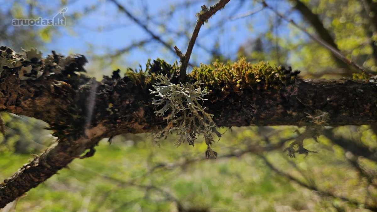 Parduodami du besiribojantys sklypai sodų - nuotraukos Nr. 31