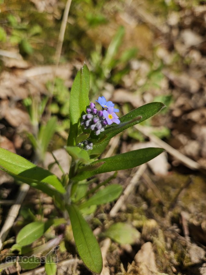 Parduodami du besiribojantys sklypai sodų - nuotraukos Nr. 32