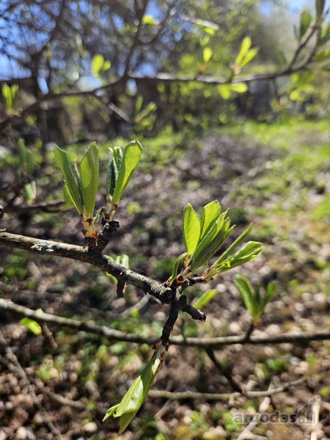 Parduodami du besiribojantys sklypai sodų - nuotraukos Nr. 33