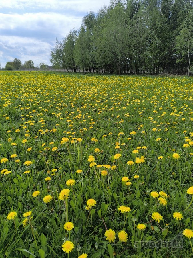 Parduodamas 0,4600 ha gyvenamosios paskirties - nuotraukos Nr. 3