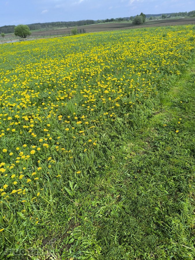 Parduodamas 0,4600 ha gyvenamosios paskirties - nuotraukos Nr. 5