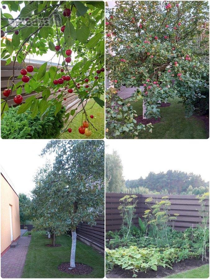 Pilaitėje, šalia Gilužio ir Baltiešos ežerų - nuotraukos Nr. 41
