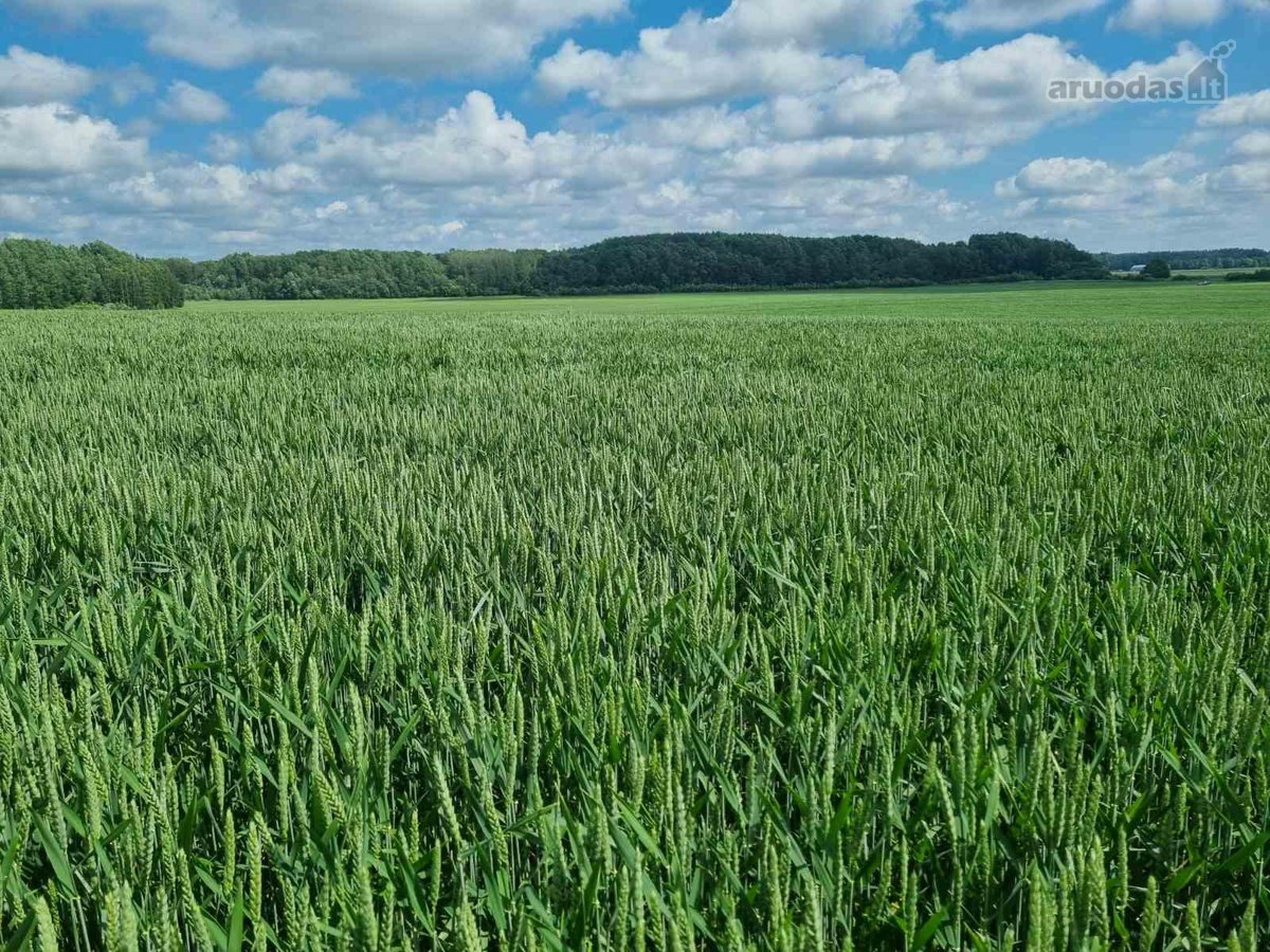 Parduodamas vientisas žemės ūkio paskirties - nuotraukos Nr. 2