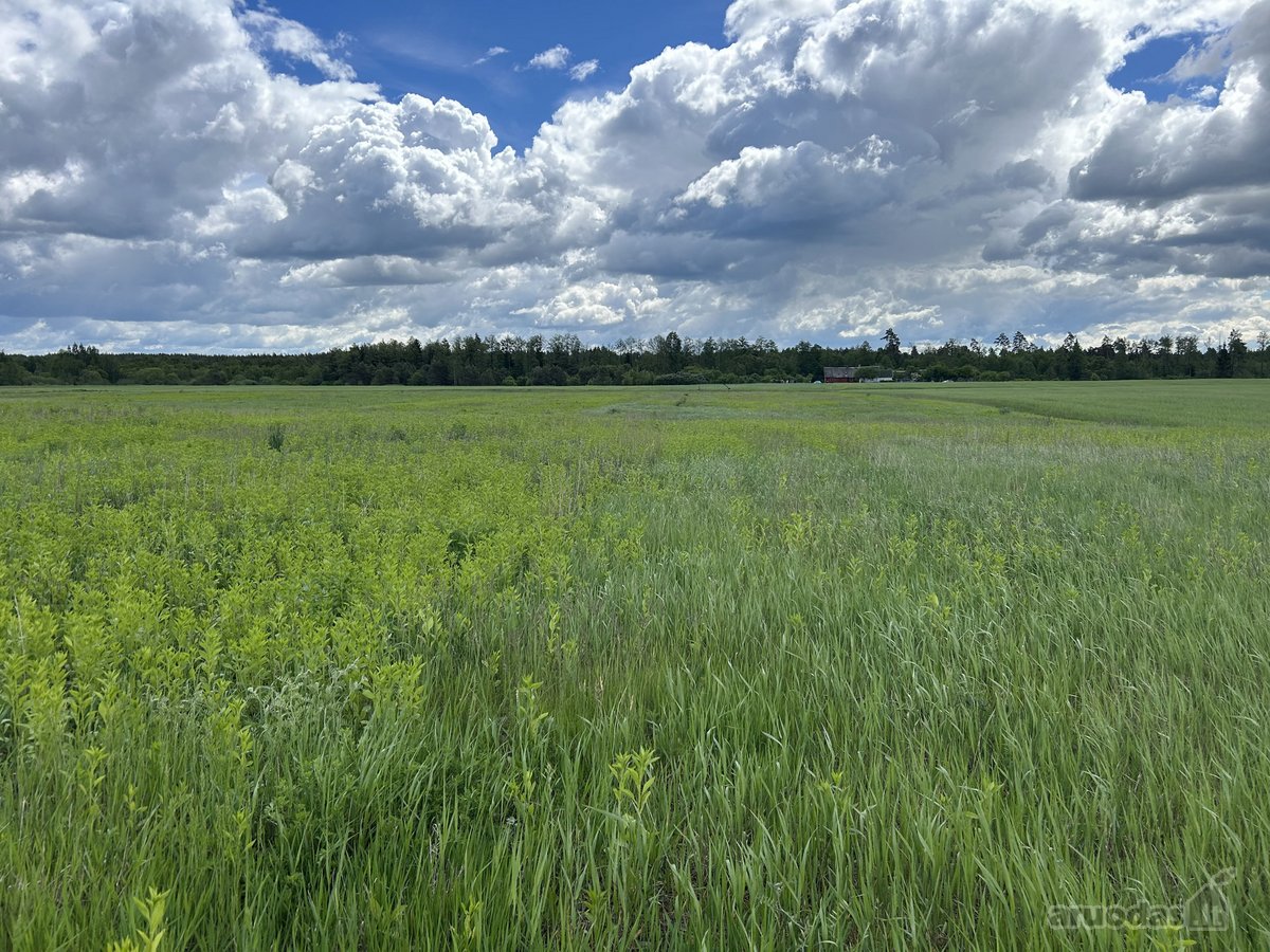 Parduodamas 2,6400 ha žemės ūkio paskirties - nuotraukos Nr. 5