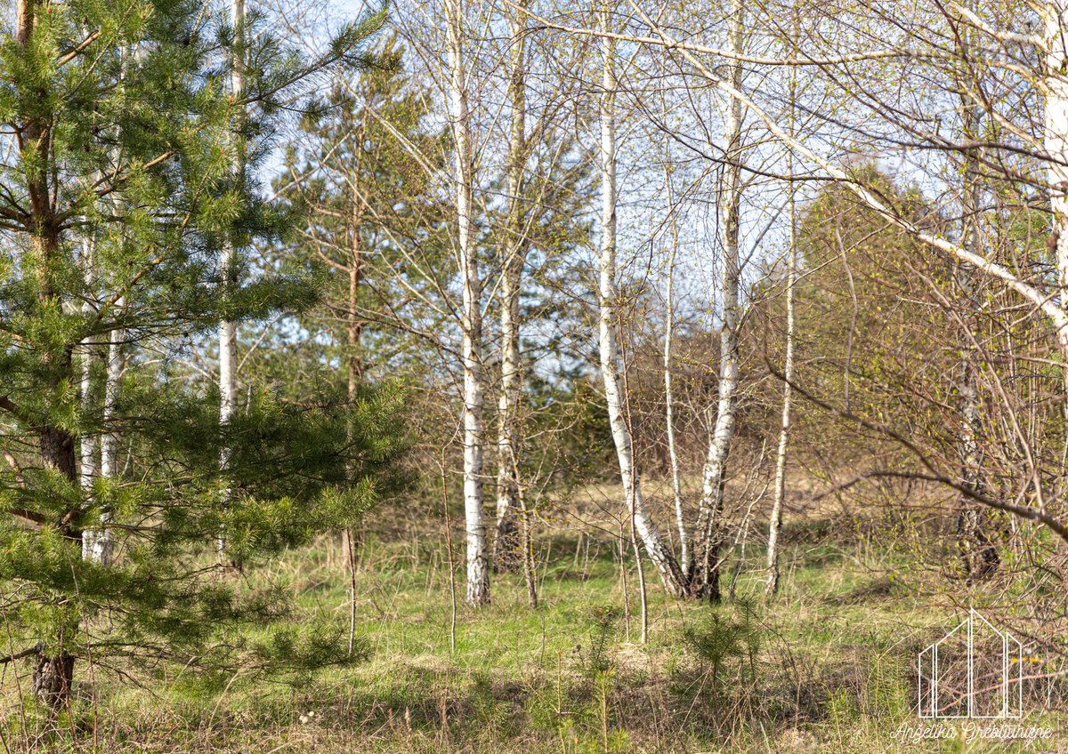 Parduodamas Namų Valdos Sklypas Dobromislėje - nuotraukos Nr. 4