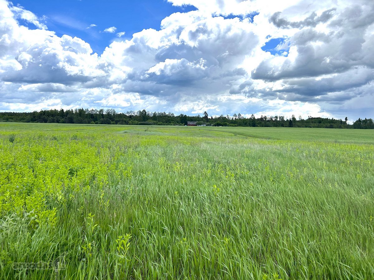 Parduodamas 2,6400 ha žemės ūkio paskirties - nuotraukos Nr. 6