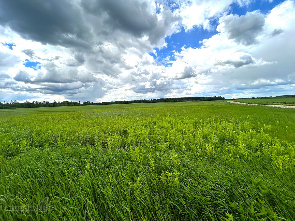 Parduodamas 2,6400 ha žemės ūkio paskirties - nuotraukos Nr. 8