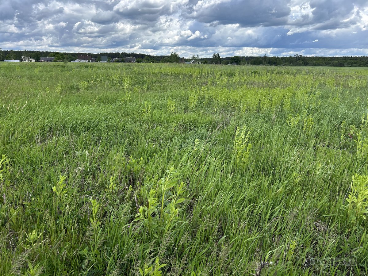Parduodamas 2,6400 ha žemės ūkio paskirties - nuotraukos Nr. 9