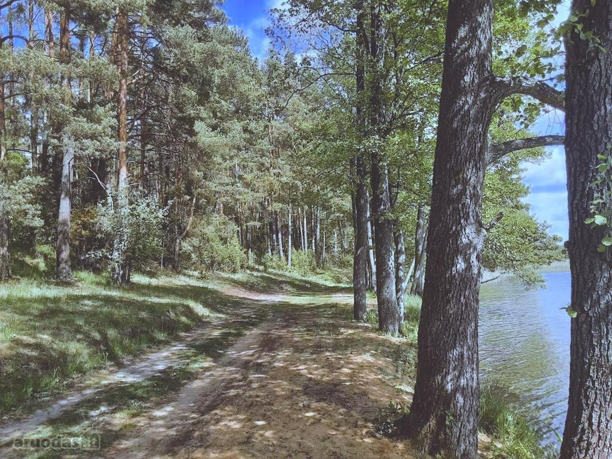 Ant šimtamečio pušyno kalvos, - nuotraukos Nr. 40