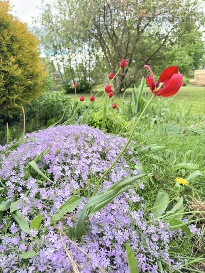 Parduodama jauki ir prižiūrėta sodybą su - nuotraukos Nr. 18