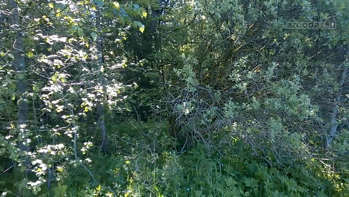 Zemaitijos viduryje parduodamas naturalios - nuotraukos Nr. 2