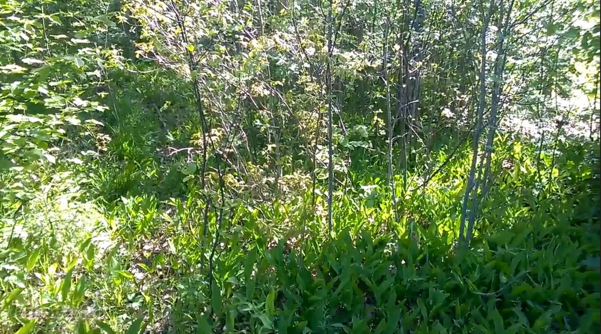 Zemaitijos viduryje parduodamas naturalios - nuotraukos Nr. 3