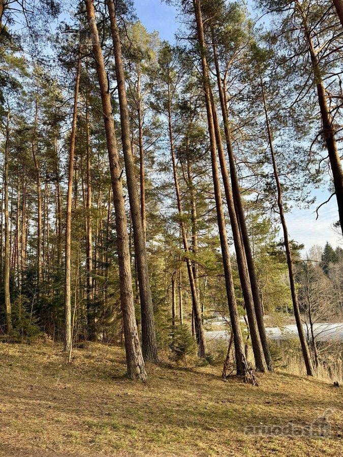 Sklypas prie ežero Molėtuose su nuosavu mišku! - nuotraukos Nr. 7