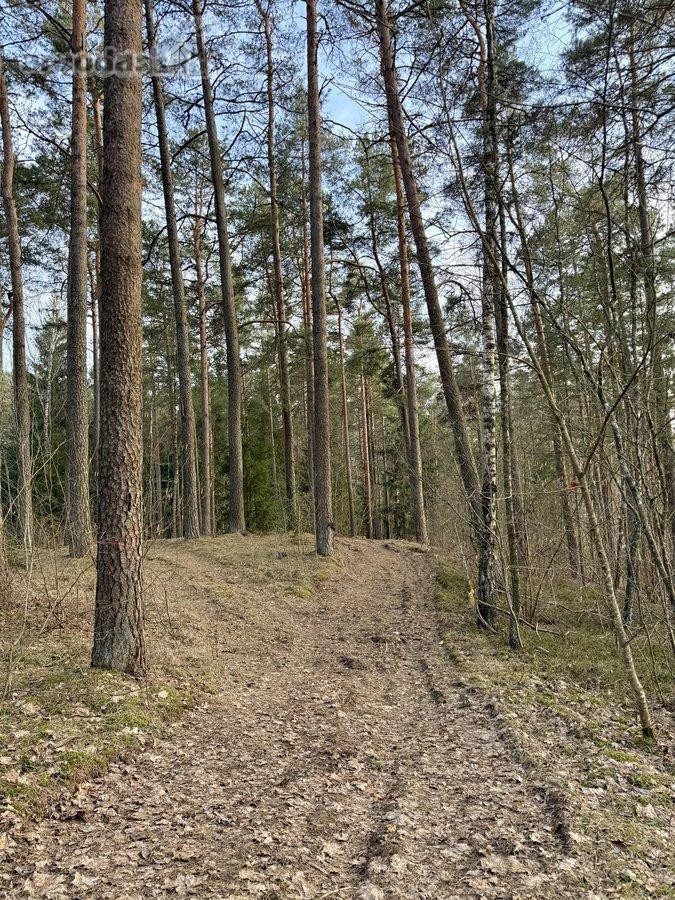 Sklypas prie ežero Molėtuose su nuosavu mišku! - nuotraukos Nr. 12