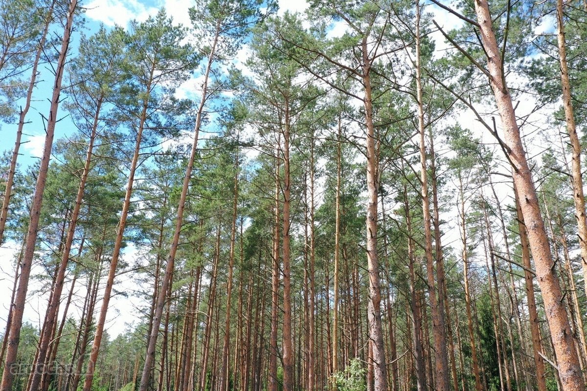 Parduodamas Sklypas Prie Meduvio Ež., Puiki - nuotraukos Nr. 16