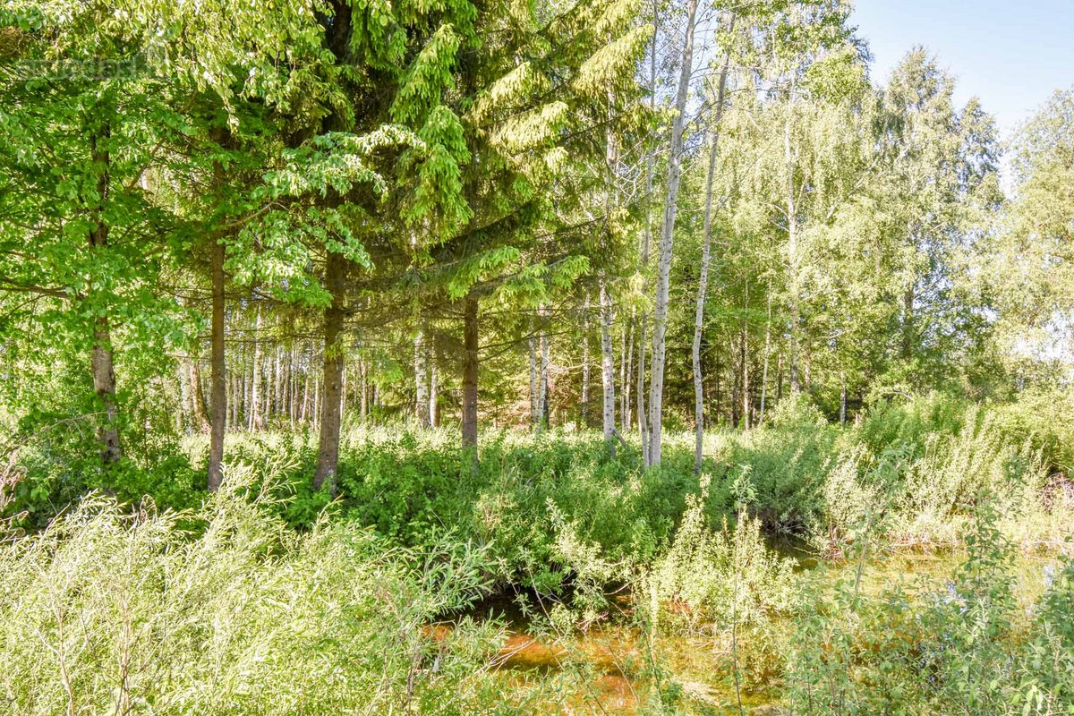 Sodyba 8,5 ha sklype šalia vandens telkinio - nuotraukos Nr. 29