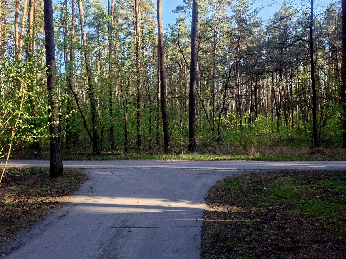 Parduodamas miškas (pušynas) 5,00 ha,