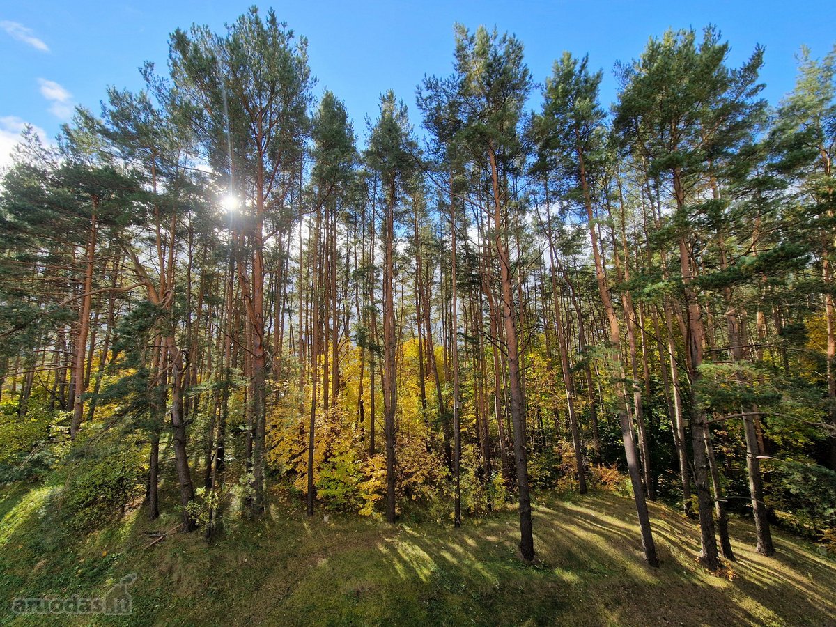 Naujas Penkių Kambarių butas Miške, Mieste, - nuotraukos Nr. 3