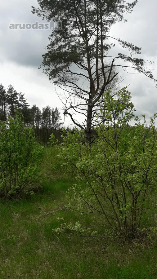 Sklypas yra vaziuojant senu Moletu - nuotraukos Nr. 2