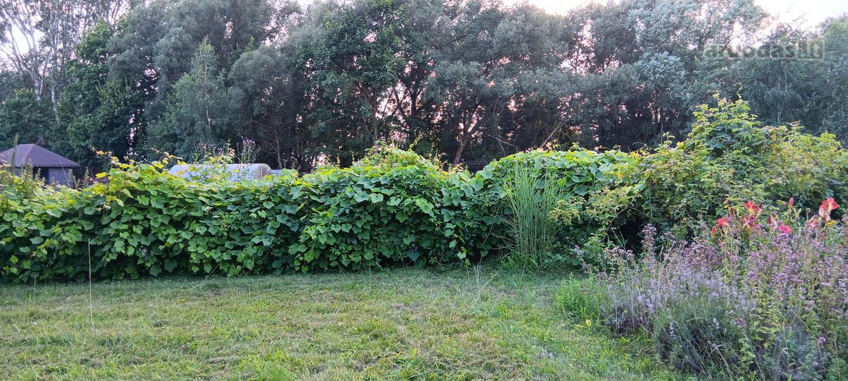 Skirsnemunėje parduodamas dviejų aukštų - nuotraukos Nr. 36
