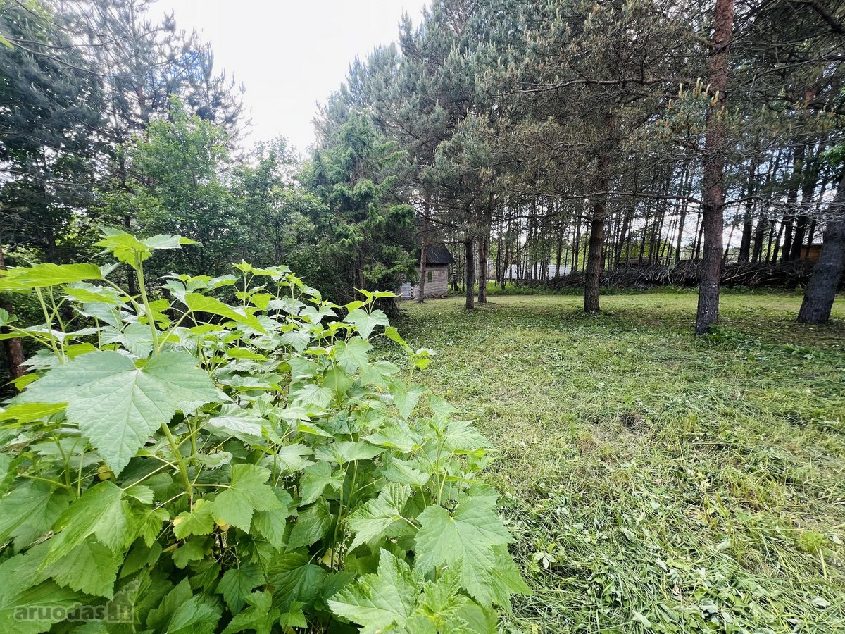 Jauki sodyba Labanoro regiono pašonėje – - nuotraukos Nr. 10