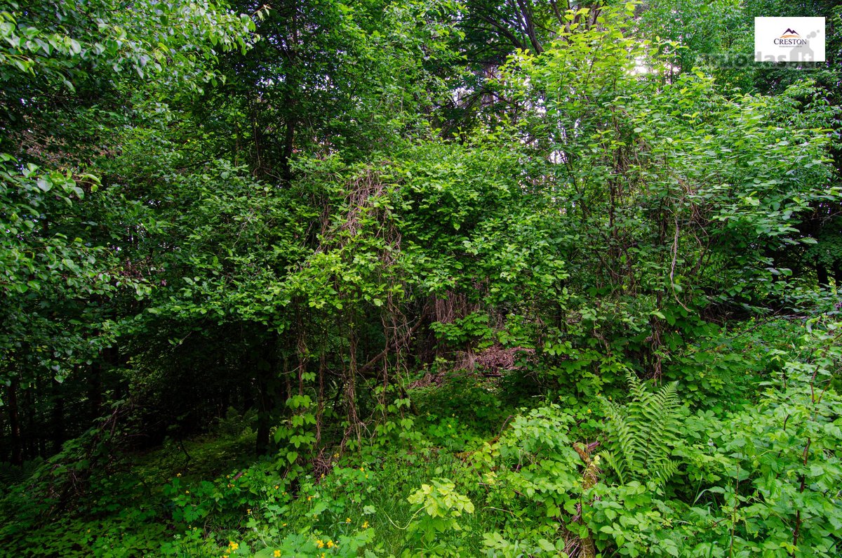 Parduodamas vaizdingas 47,85 a. žemės sklypas - nuotraukos Nr. 23