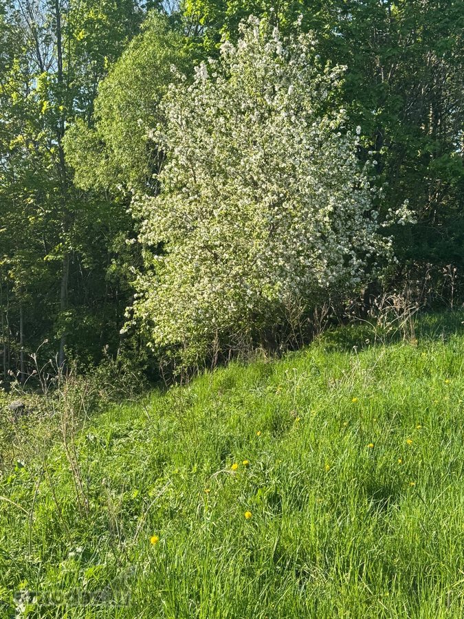 Parduodamas išskirtinis 2,32 ha sklypas su - nuotraukos Nr. 4