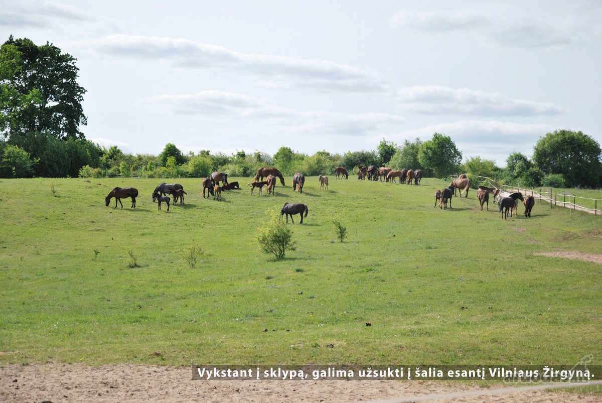 Visiškai šalia Riešės gyvenvietės parduodami - nuotraukos Nr. 12
