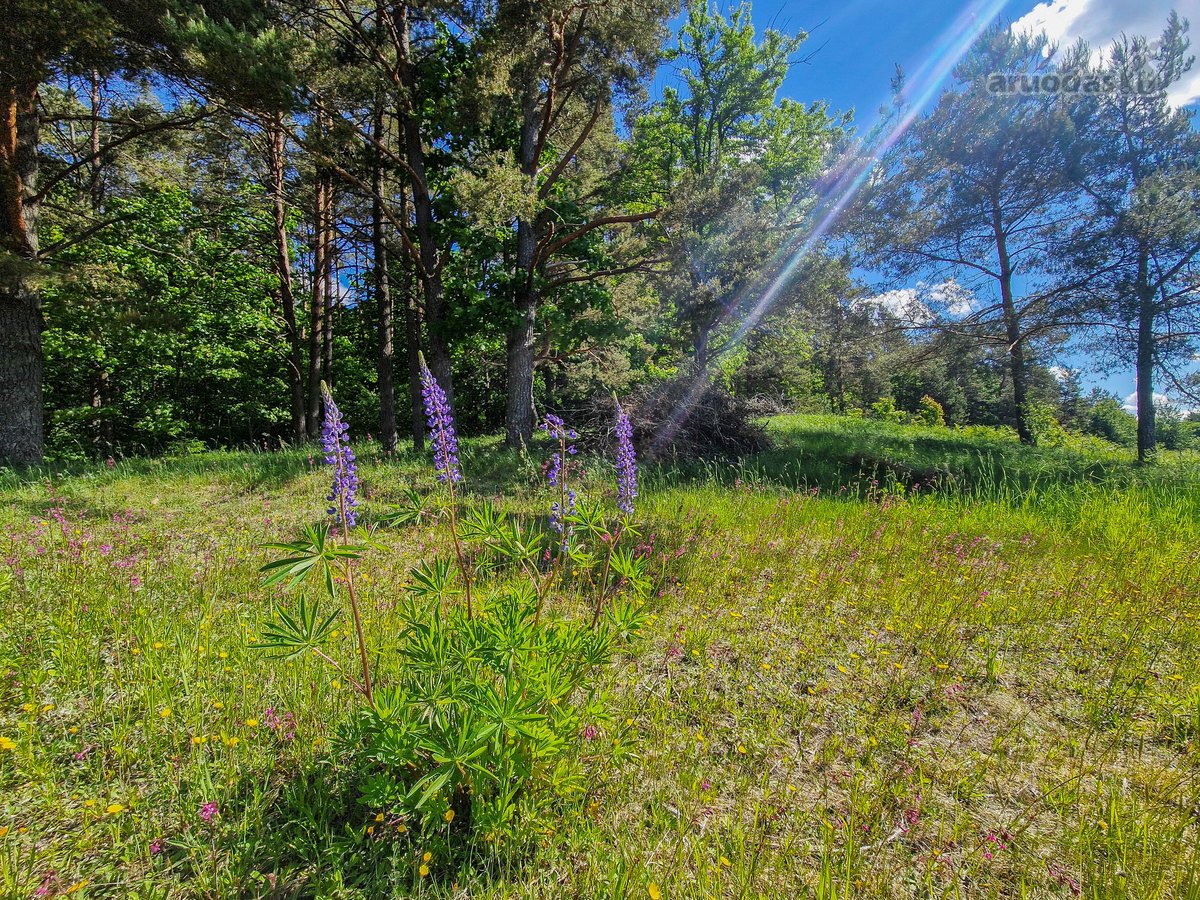Parduodamas 50 Arų Sklypas Čepurniškėse Su - nuotraukos Nr. 2