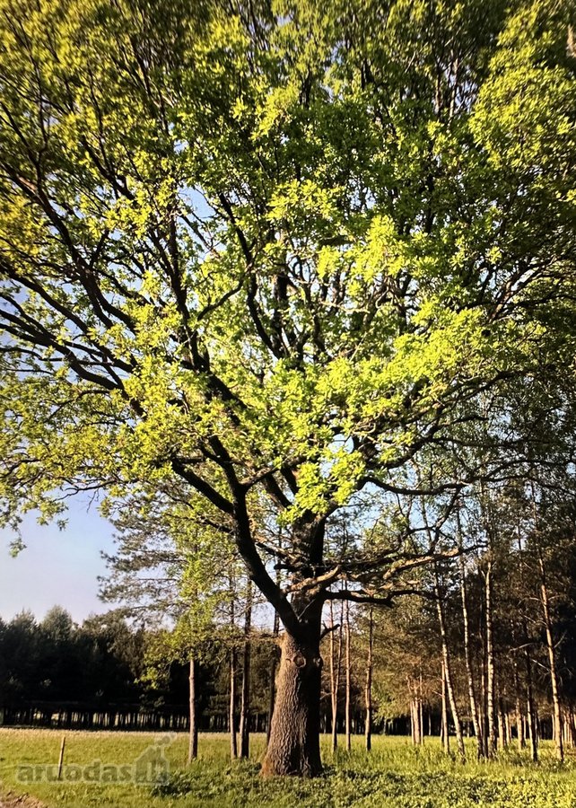 Nuostabioje vietoje, Širvintų rajone, Juodkų - nuotraukos Nr. 25