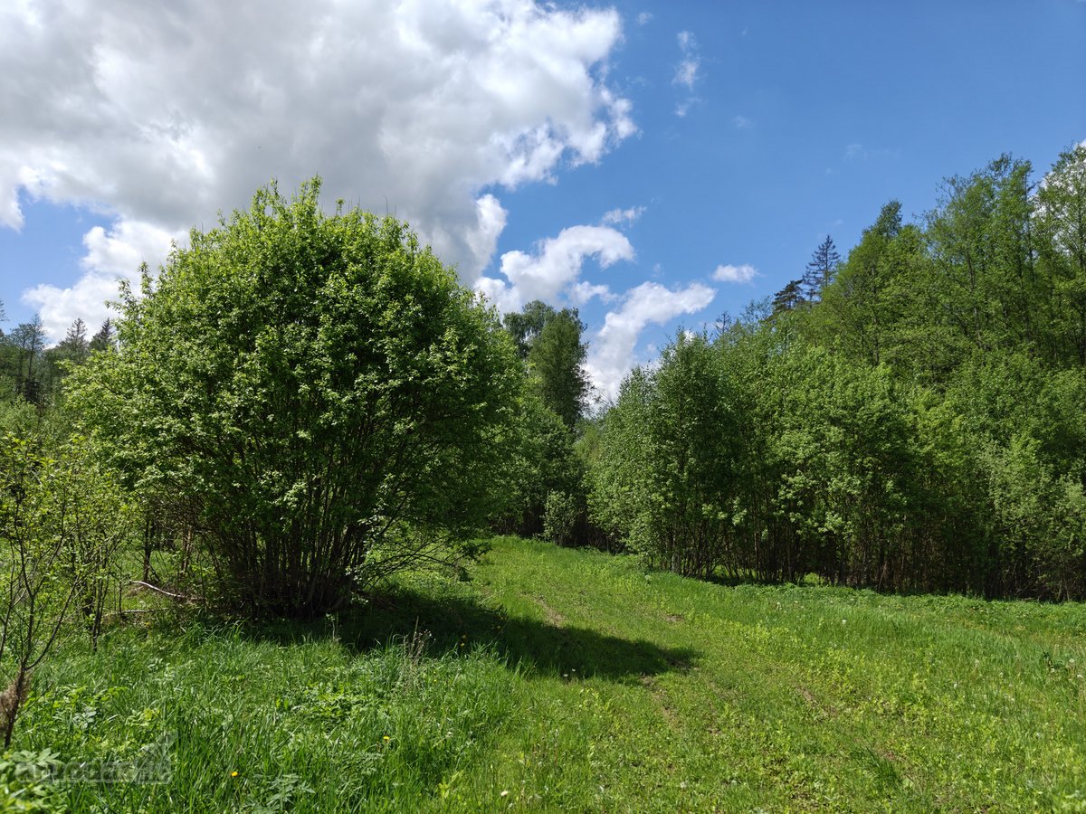 Parduodamas 1,7063 ha sklypas Vilniaus rajone - nuotraukos Nr. 12