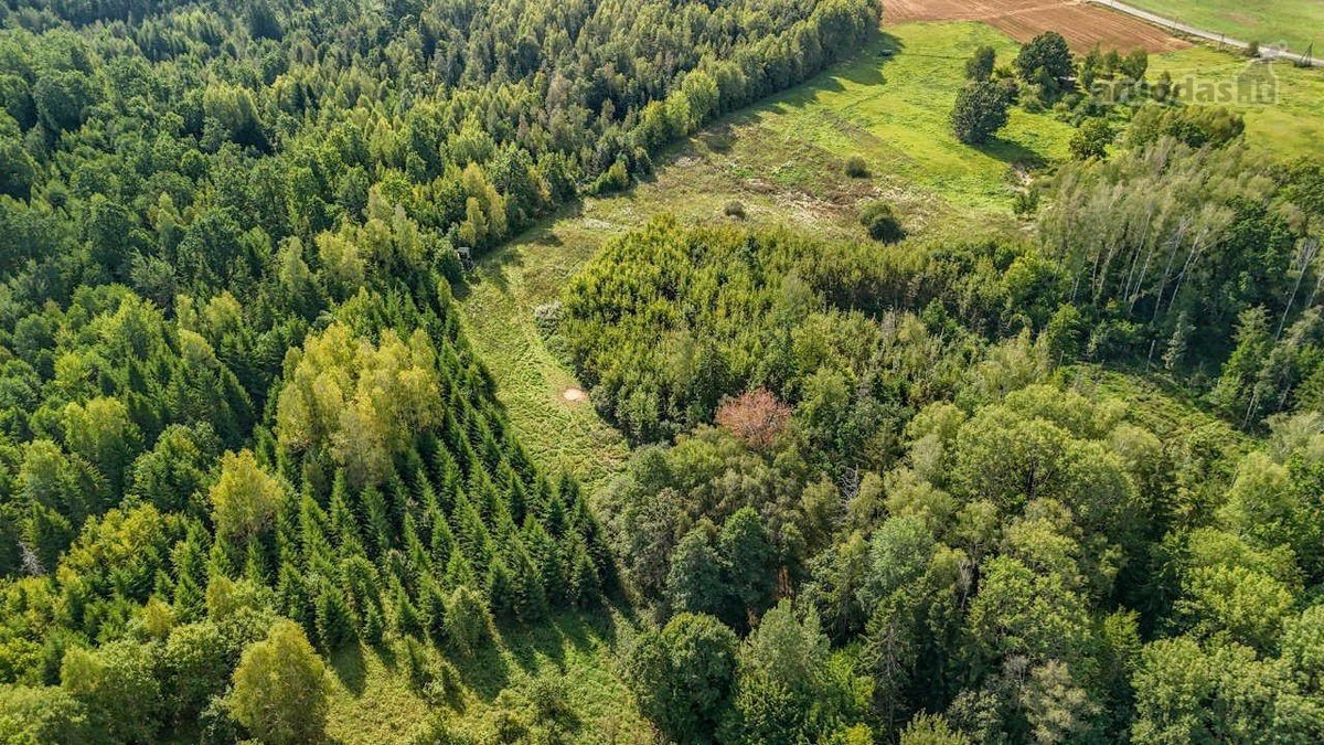 2ha sklypas, šalia miško (žaliamiškio), geras - nuotraukos Nr. 2