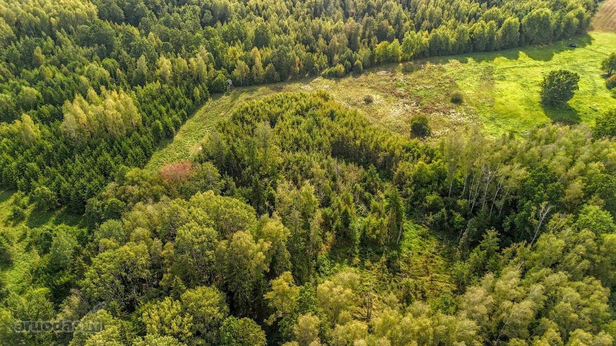 2ha sklypas, šalia miško (žaliamiškio), geras - nuotraukos Nr. 3