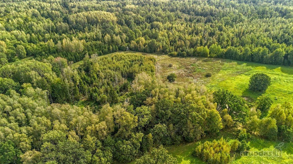 2ha sklypas, šalia miško (žaliamiškio), geras - nuotraukos Nr. 4