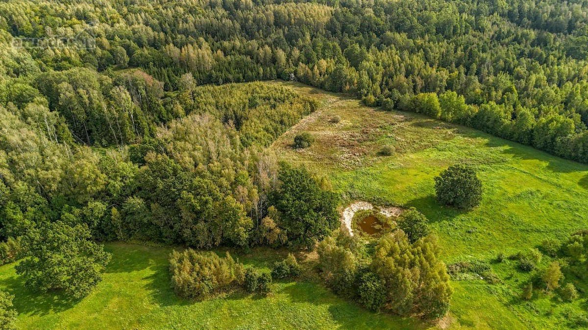 2ha sklypas, šalia miško (žaliamiškio), geras - nuotraukos Nr. 5