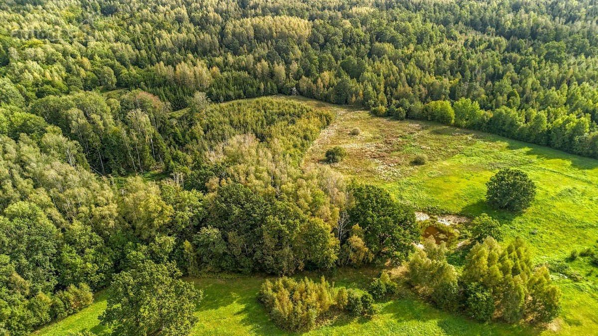 2ha sklypas, šalia miško (žaliamiškio), geras - nuotraukos Nr. 6