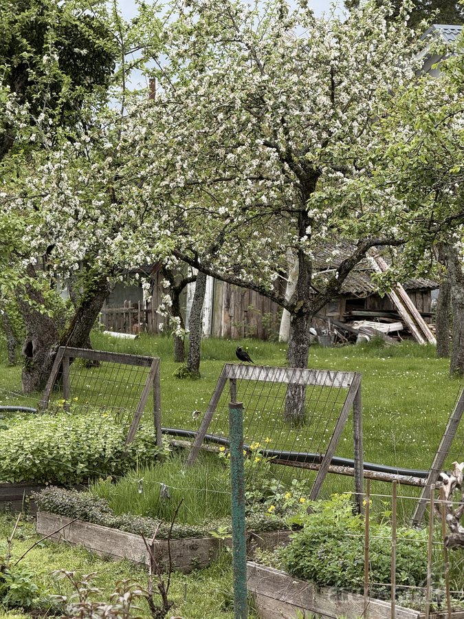 Parduodamas jaukus sodo sklypas Kauno rajone, - nuotraukos Nr. 16