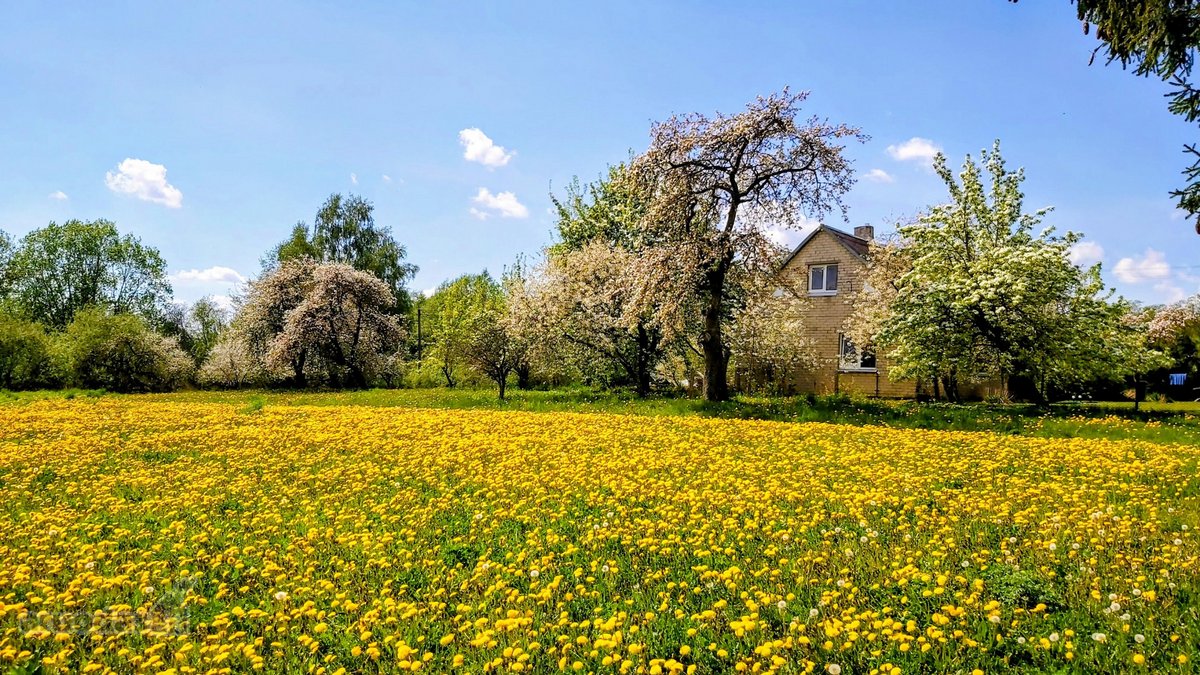 Labai gražioje,ramioje oliesi - nuotraukos Nr. 2
