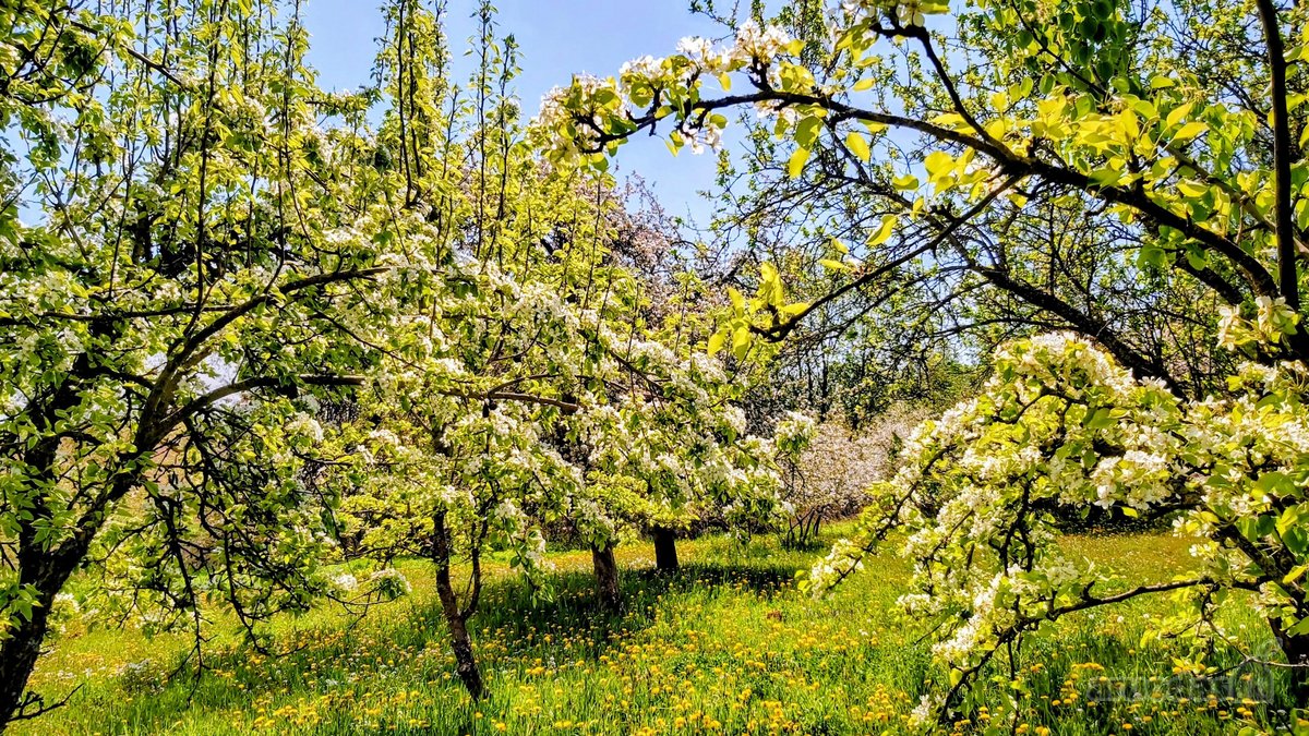 Labai gražioje,ramioje oliesi - nuotraukos Nr. 3