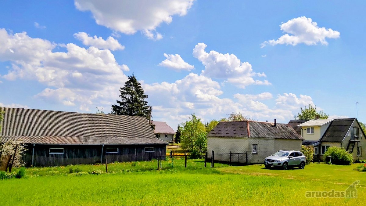 Labai gražioje,ramioje oliesi - nuotraukos Nr. 4
