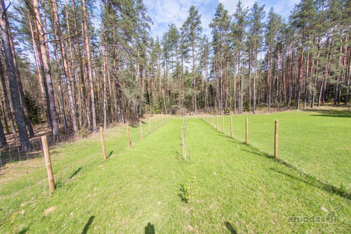 Labanoro girioje prie Ešerinio ežero siūlome - nuotraukos Nr. 28