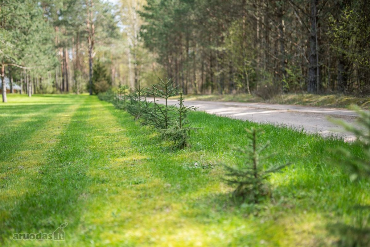 Labanoro girioje prie Ešerinio ežero siūlome - nuotraukos Nr. 31