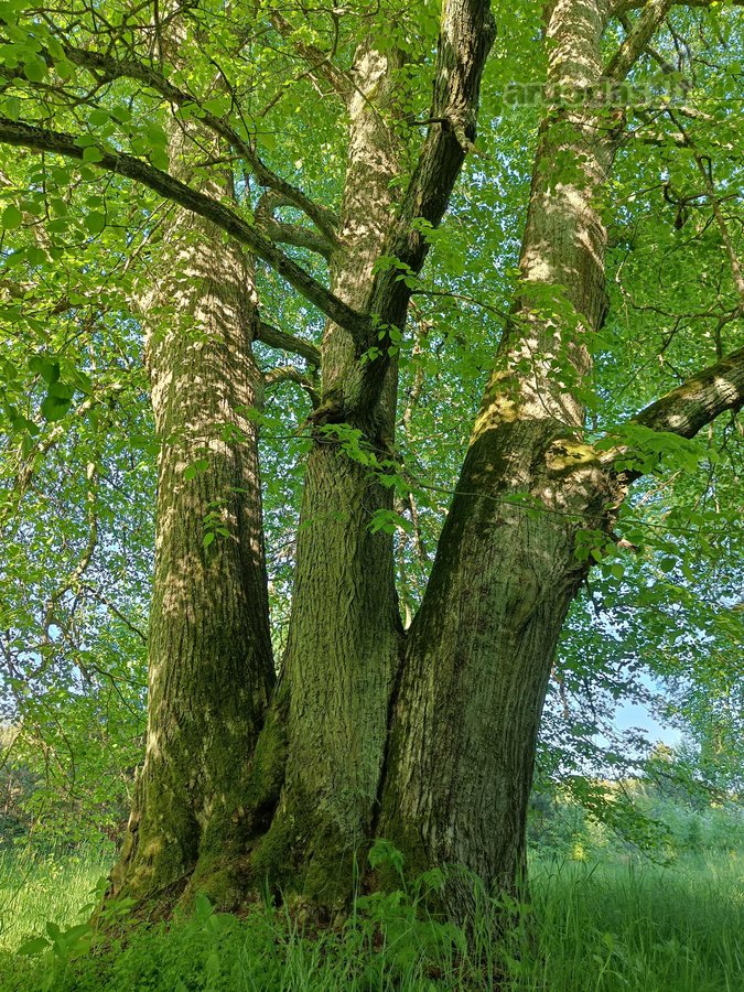Parduodami Sklypai Viename Mažiausiai Žmogaus - nuotraukos Nr. 8