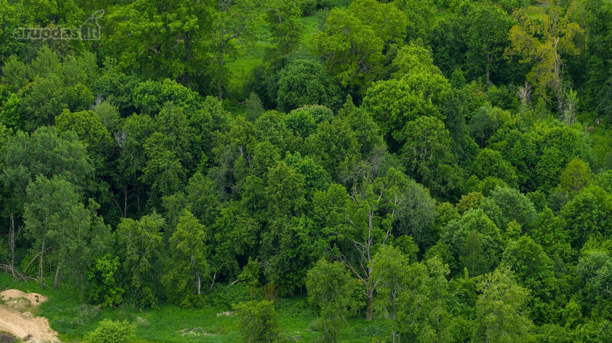 Parduodamas 0,9793 Ha Žemės Ūkio Paskirties - nuotraukos Nr. 5