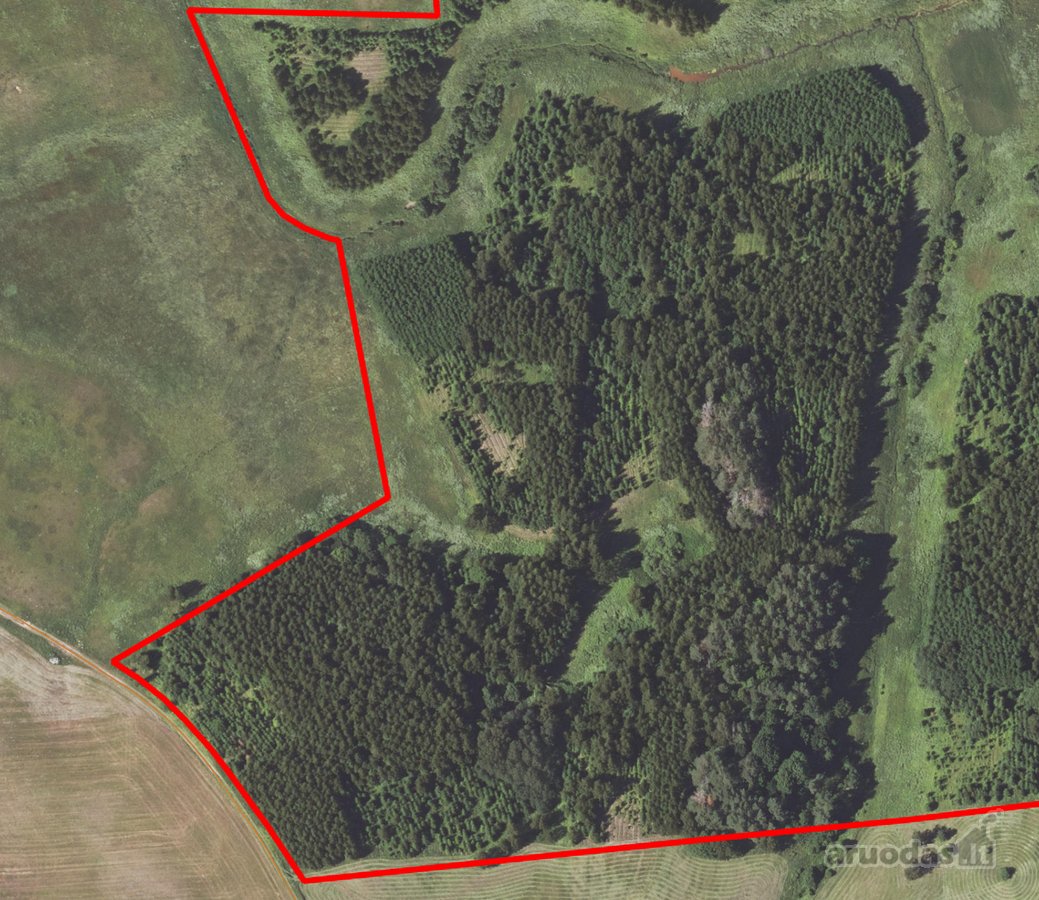 Parduodamas 20 metų beržo, eglės, juodalksnio - nuotraukos Nr. 2